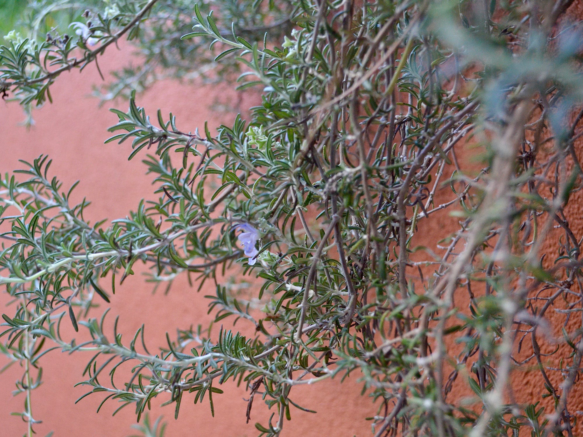 Grow long and healthy hair with this DIY rosemary water